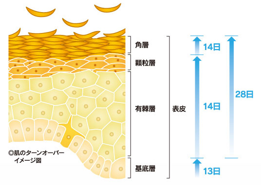 「煌水」(キラスイ)は、肌のメカニズムにもとづき自ら健やかさを保つ力をサポートします。